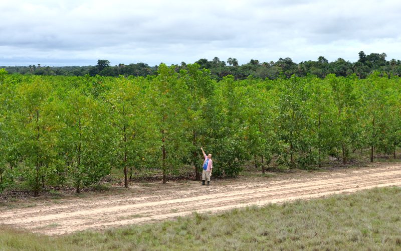 acacia_of_2009_in_june_2011_003